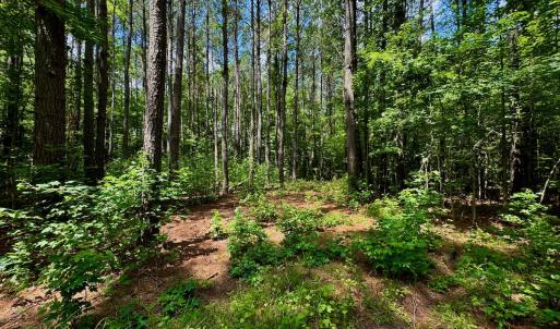 Photo #16 of Off Two Mile Desert Road, Hertford, NC 12.0 acres