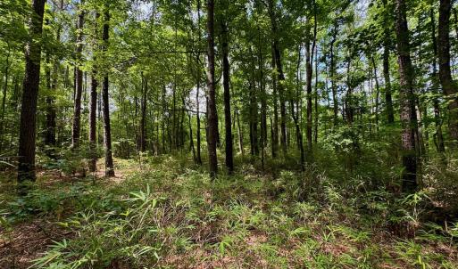 Photo #18 of Off Two Mile Desert Road, Hertford, NC 12.0 acres