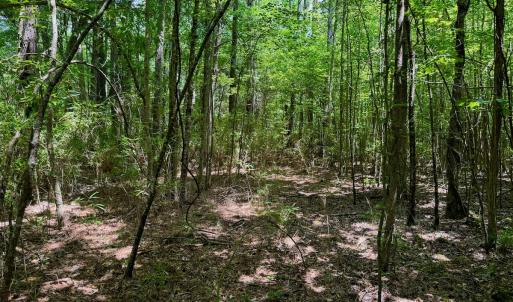 Photo #33 of Off Two Mile Desert Road, Hertford, NC 12.0 acres