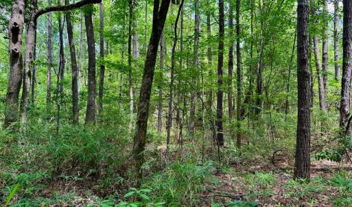 Photo #41 of Off Two Mile Desert Road, Hertford, NC 12.0 acres