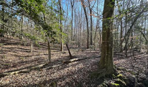 Photo #6 of SOLD property in Off Pole Run Rd, Disputanta, VA 114.0 acres