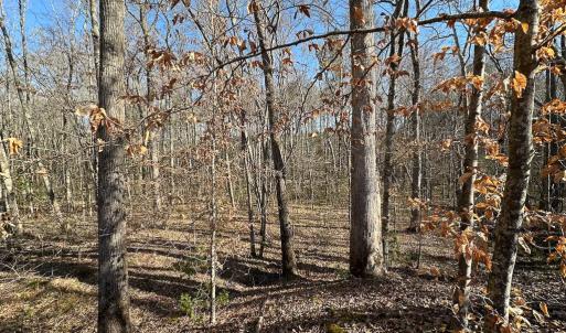 Photo #26 of SOLD property in Off Pole Run Rd, Disputanta, VA 114.0 acres