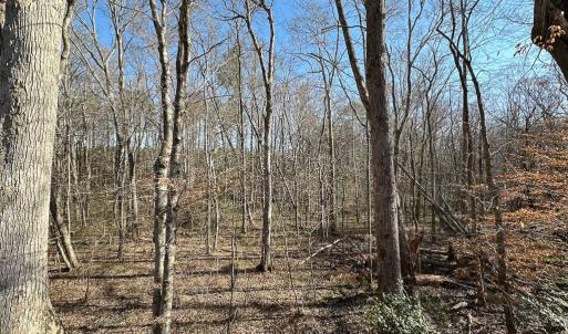 Photo #28 of SOLD property in Off Pole Run Rd, Disputanta, VA 114.0 acres