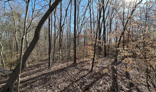 Photo #30 of SOLD property in Off Pole Run Rd, Disputanta, VA 114.0 acres