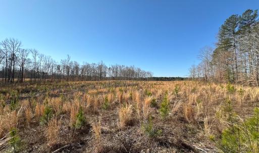 Photo #33 of SOLD property in Off Pole Run Rd, Disputanta, VA 114.0 acres