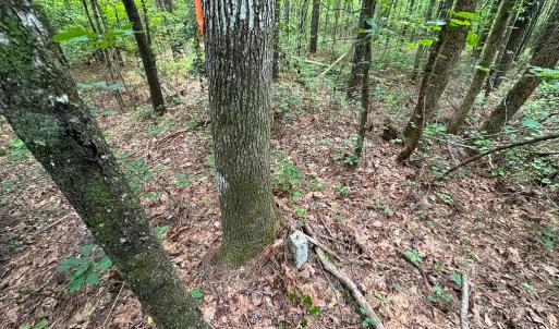 Photo #16 of Off Rolling Acres Rd, Skippers, VA 3.0 acres