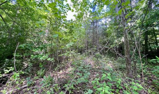 Photo #12 of Off Baltimore Rd, Warrenton, NC 2.4 acres