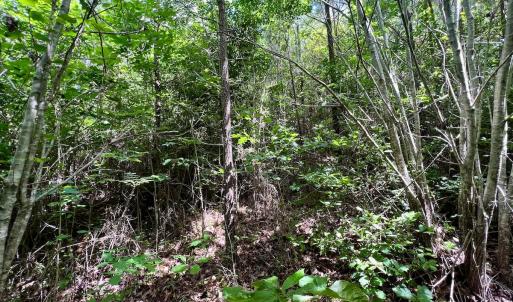 Photo #20 of Off Baltimore Rd, Warrenton, NC 2.4 acres