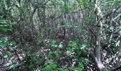 Photo #6 of Off Baltimore Rd, Warrenton, NC 2.4 acres