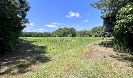 Photo #7 of Off Long Ridge Rd, Plymouth, NC 88.7 acres