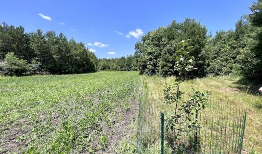 Photo #8 of Off Long Ridge Rd, Plymouth, NC 88.7 acres