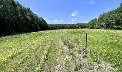 Photo #9 of Off Long Ridge Rd, Plymouth, NC 88.7 acres