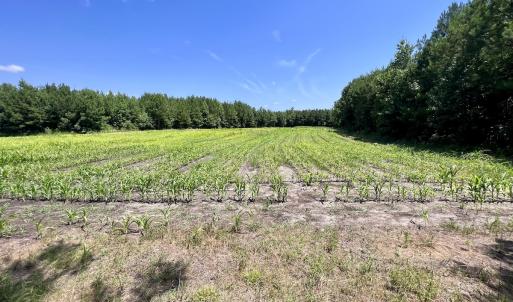 Photo #10 of Off Long Ridge Rd, Plymouth, NC 88.7 acres