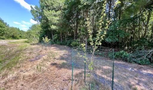 Photo #28 of Off Long Ridge Rd, Plymouth, NC 88.7 acres
