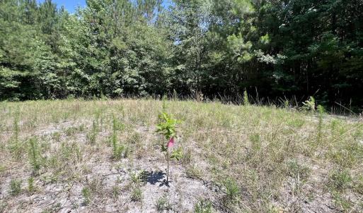 Photo #34 of Off Long Ridge Rd, Plymouth, NC 88.7 acres