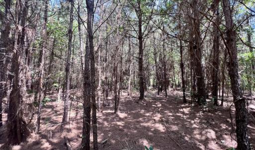 Photo #35 of Off Long Ridge Rd, Plymouth, NC 88.7 acres