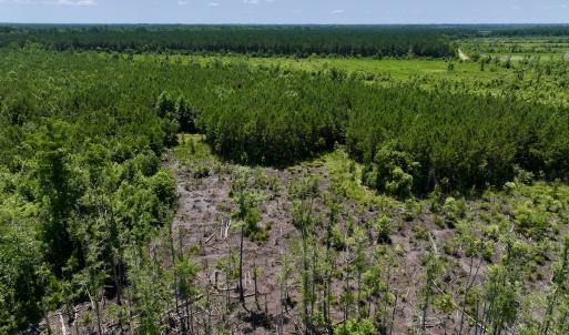 Photo #37 of Off Long Ridge Rd, Plymouth, NC 88.7 acres
