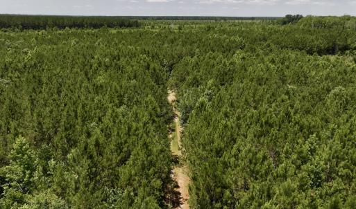 Photo #44 of Off Long Ridge Rd, Plymouth, NC 88.7 acres