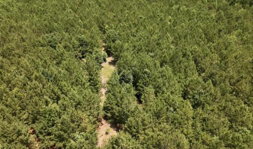 Photo #45 of Off Long Ridge Rd, Plymouth, NC 88.7 acres