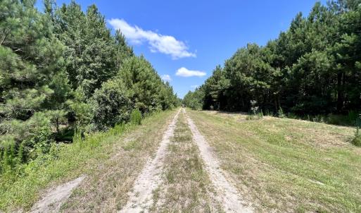 Photo #46 of Off Long Ridge Rd, Plymouth, NC 88.7 acres