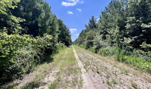 Photo #47 of Off Long Ridge Rd, Plymouth, NC 88.7 acres