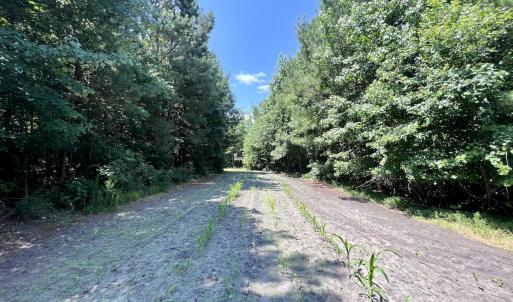 Photo #53 of Off Long Ridge Rd, Plymouth, NC 88.7 acres