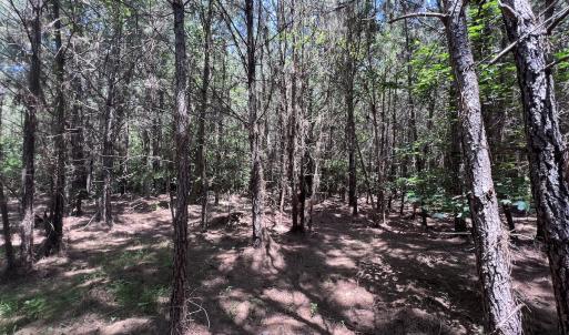 Photo #72 of Off Long Ridge Rd, Plymouth, NC 88.7 acres