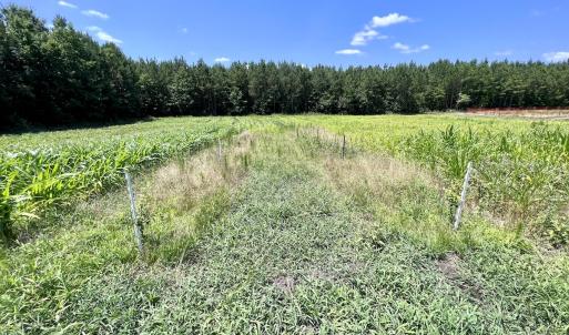 Photo #81 of Off Long Ridge Rd, Plymouth, NC 88.7 acres