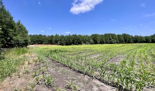 Photo #82 of Off Long Ridge Rd, Plymouth, NC 88.7 acres