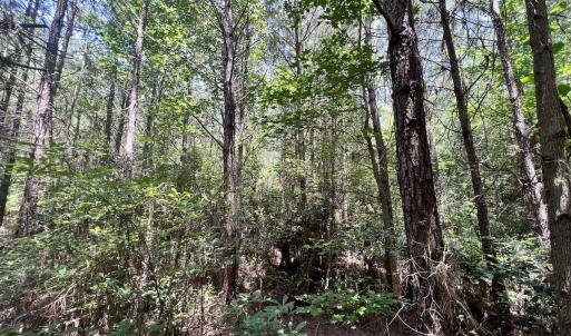 Photo #83 of Off Long Ridge Rd, Plymouth, NC 88.7 acres