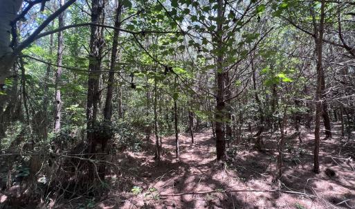 Photo #84 of Off Long Ridge Rd, Plymouth, NC 88.7 acres