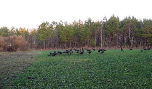 Photo #75 of Off Long Ridge Rd, Plymouth, NC 88.7 acres