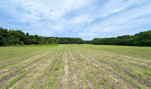 Photo #4 of Off Meherrin Rd, Courtland, VA 115.0 acres