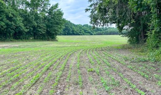 Photo #5 of Off Meherrin Rd, Courtland, VA 115.0 acres