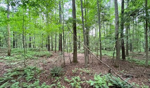 Photo #10 of Off Meherrin Rd, Courtland, VA 115.0 acres