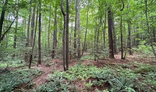 Photo #21 of Off Meherrin Rd, Courtland, VA 115.0 acres