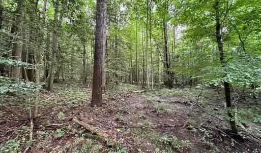 Photo #25 of Off Meherrin Rd, Courtland, VA 115.0 acres