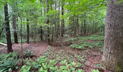 Photo #36 of Off Meherrin Rd, Courtland, VA 115.0 acres