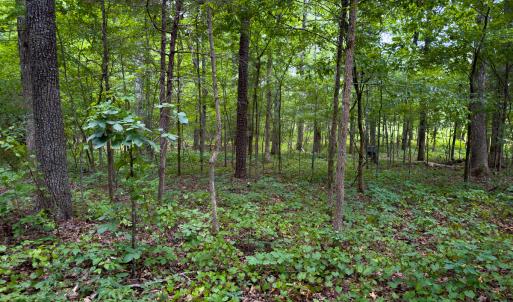 Photo #11 of Off Townsville Road - Lot 4B, Bullock, NC 18.8 acres