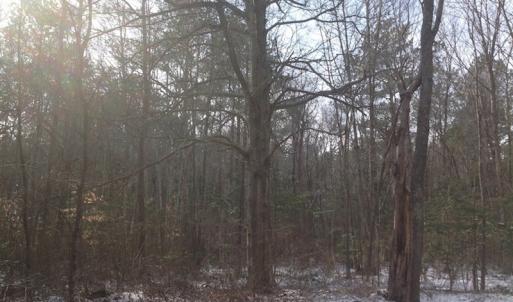 Photo of SOLD!  26 Acres of Hunting Land with Home Site For Sale in Accomack County VA!