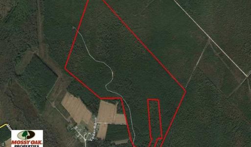 Photo of SOLD!!  283.83 Acres of Hunting and Timber Land For Sale In Pamlico County NC!