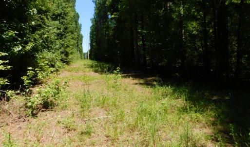 Photo of UNDER CONTRACT!  51.44 Acres of Hunting and Timber Land For Sale in Halifax County NC!