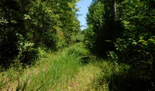 Photo of UNDER CONTRACT!  51.44 Acres of Hunting and Timber Land For Sale in Halifax County NC!