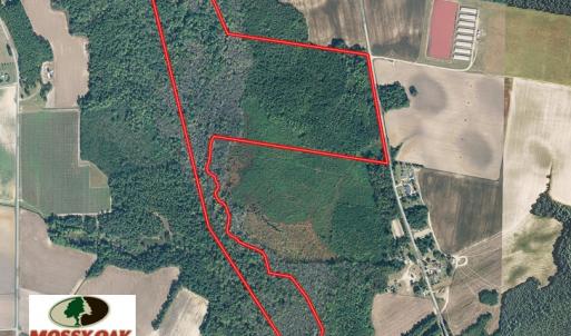 Photo of UNDER CONTRACT!  52 Acres of Hunting and Timber Land For Sale in Robeson County NC!
