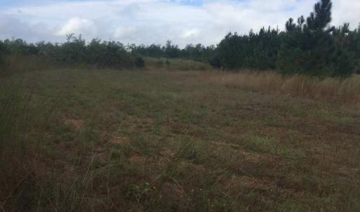 Photo of UNDER CONTRACT!  215 Acres of Prime Hunting Land For Sale in Robeson County NC!