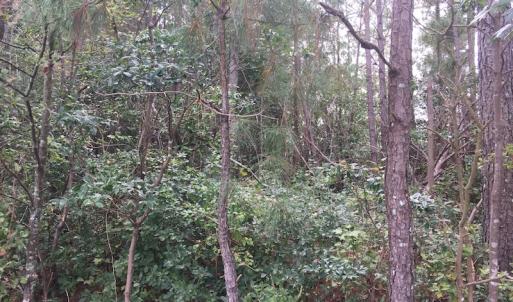Photo of UNDER CONTRACT!  19.26 Acres of Residential Hunting Land For Sale in Robeson County NC!