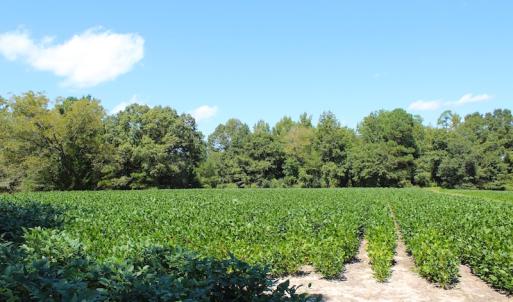 Photo of UNDER CONTRACT!  27.62 Acres of Farm and Timber Land For Sale in Harnett County NC!