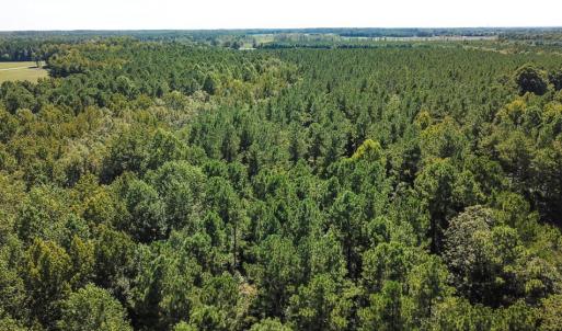 Photo of UNDER CONTRACT!  72 Acres of Hunting and Managed Timber Land For Sale in Northampton County NC!