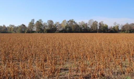 Photo of SOLD!  6 Acres of Farm and Hunting Land For Sale in Sampson County NC!