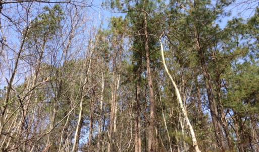 Photo of SOLD!  13 Acres of Farm and Timber Land For Sale in Camden County NC!